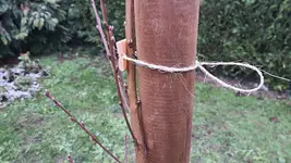 2022-12-10 Pfirsich Uwe_03.webp