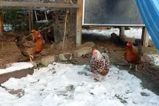 DSCN4551.webp