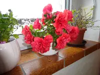 DSC02749.webp