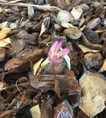 Herbstzeitlose_01.webp