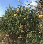 Rose_gelb_2022-12_01_ nach -7°-Nacht.webp