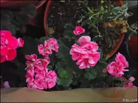 c100.webp