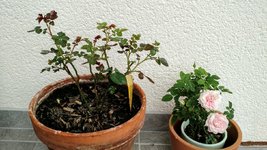 IMG_20180717_125343205.jpg