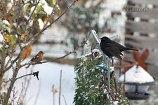 Amsel und Buchfink.jpg