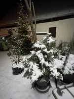 799F6937-6968-440D-A303-0225AF48BAD3.webp