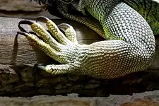 Hand-6001.webp