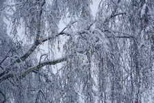 2022dez01.webp 2022dez01.webp