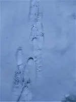 IMG_20210117_105627_1 (2).webp IMG_20210117_105627_1 (2).webp