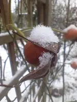 IMG_20221214_124614.webp IMG_20221214_124614.webp