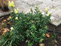 Antirrhinum (Löwenmäulchen) 2022-11-22.jpg