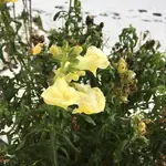 Antirrhinum (Löwenmäulchen) 2022-12_02.jpg
