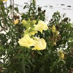 Antirrhinum (Löwenmäulchen) 2022-12_02.jpg