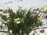 Antirrhinum (Löwenmäulchen) 2022-12_01.jpg