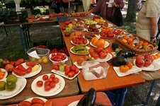 Irinas Tomatenfest0107.jpg