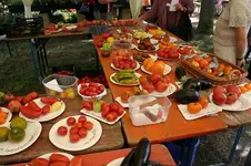 Irinas Tomatenfest0107.webp