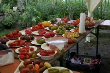 Irinas Tomatenfest1007.webp