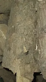 2022-12 Brennholz Befall 01.webp