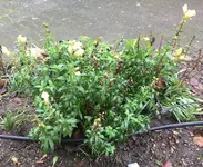 Antirrhinum (Löwenmäulchen) 2022-12-23_01.webp