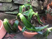 Agapanthus.webp