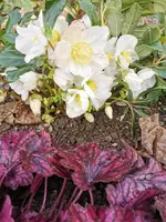 IMG_20221226_085422.webp