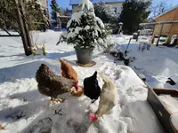 IMG-20210212-WA0008.jpg IMG-20210212-WA0008.jpg