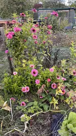 22473564-977F-4996-940D-7B23DEBE0D67.jpeg 22473564-977F-4996-940D-7B23DEBE0D67.jpeg