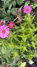 1C27686E-1FE9-4FED-A526-6D5F78C880D1.jpeg 1C27686E-1FE9-4FED-A526-6D5F78C880D1.jpeg