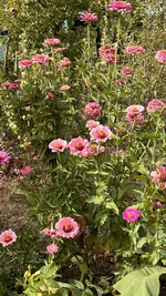 8AC3C1CF-F83B-4549-89B9-70052B49C8DF.jpeg 8AC3C1CF-F83B-4549-89B9-70052B49C8DF.jpeg