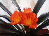 Clivia.jpg