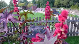 DSC_0136 (4).webp