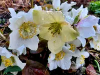 Christrosen 1.webp