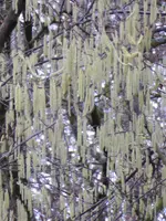 P1000006Hasel.webp