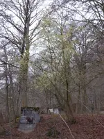 P1000007Hasel.webp