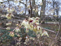 P1000009Chinesische Winterblüte.JPG