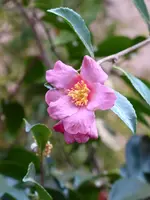 P1000017Sasanqua-Kamelie.webp