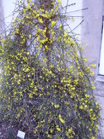 P1000021Winterjasmin.JPG