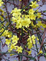 P1000022Winterjasmin.JPG