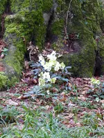 P1000031Christrose.webp
