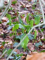 P1000034Aronstab.webp