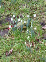 P1000039Galanthus elwesii Snow Fox.JPG