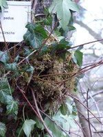 P1000045Zaunkönigsnest.JPG