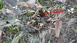 Garten Große Callas schneiden+abdecken2.jpg
