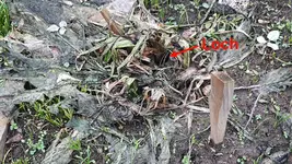 Garten Große Callas schneiden+abdecken2.webp