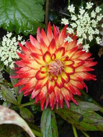 dP1060651Dalie.JPG