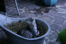 Juli1711.webp