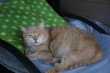 Juni  0421.JPG