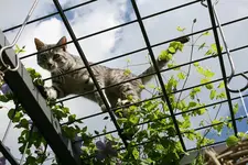 Juni0511a.webp
