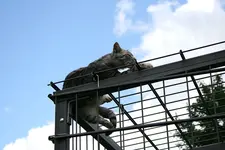 Juni1611.webp