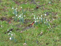 P1000037Galanthus elwesii Snow Fox.JPG