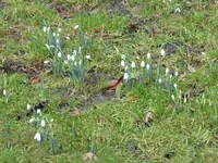 P1000037Galanthus elwesii Snow Fox.webp